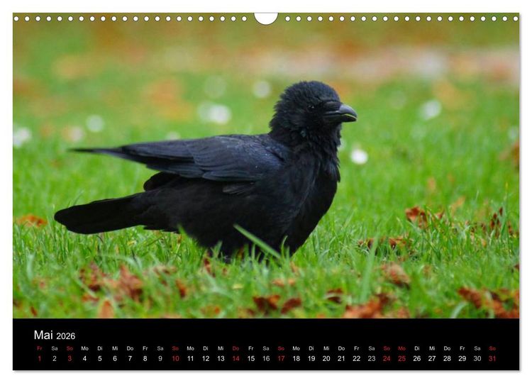 Produktbild: Das Leben der Rabenv&ouml;gel (Wandkalender 2026 DIN A3 quer), CALVENDO Monatskalender