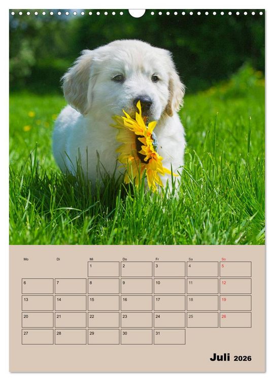 Produktbild: Jahresplaner Golden Retriever Welpen (Wandkalender 2026 DIN A3 hoch), CALVENDO Monatskalender