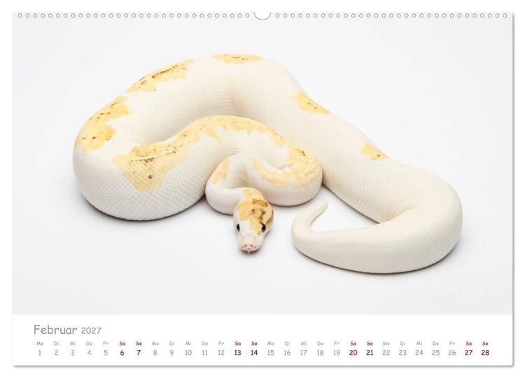 Produktbild: K&ouml;nigspythons - bunte Schlangen (Wandkalender 2027 DIN A2 quer), CALVENDO Monatskalender