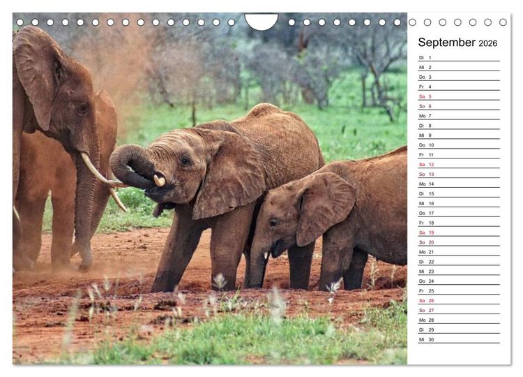Produktbild: Elefanten . Wildlife in Kenia (Wandkalender 2026 DIN A4 quer), CALVENDO Monatskalender