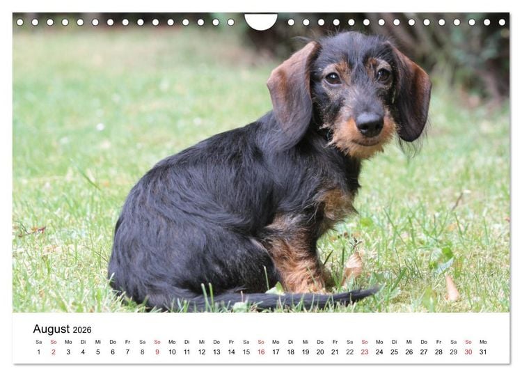 Produktbild: Ein Dackelkind blickt zur&uuml;ck (Wandkalender 2026 DIN A4 quer), CALVENDO Monatskalender