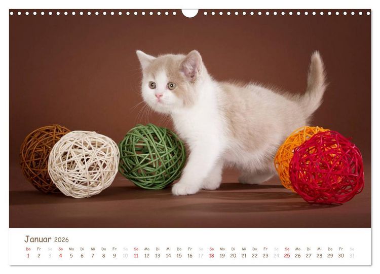 Produktbild: Die Britisch Kurzhaar (Wandkalender 2026 DIN A3 quer), CALVENDO Monatskalender
