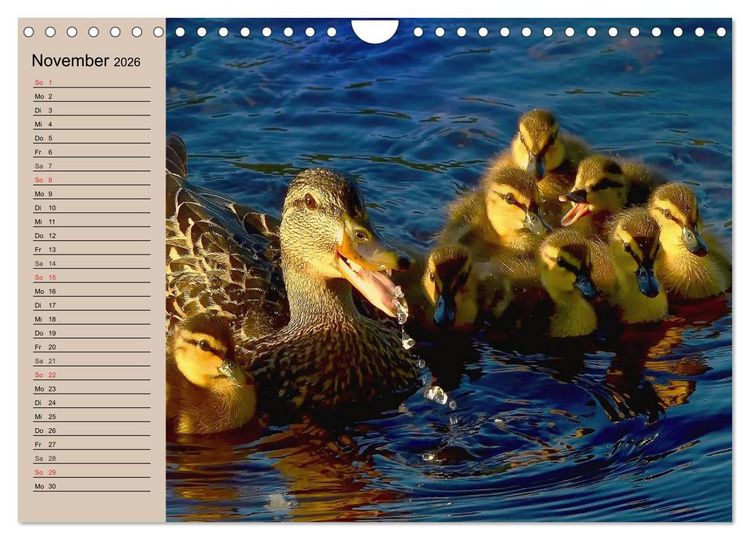 Produktbild: G&auml;nse und Enten. Schnattern, watscheln, quaken! (Wandkalender 2026 DIN A4 quer), CALVENDO Monatskalender