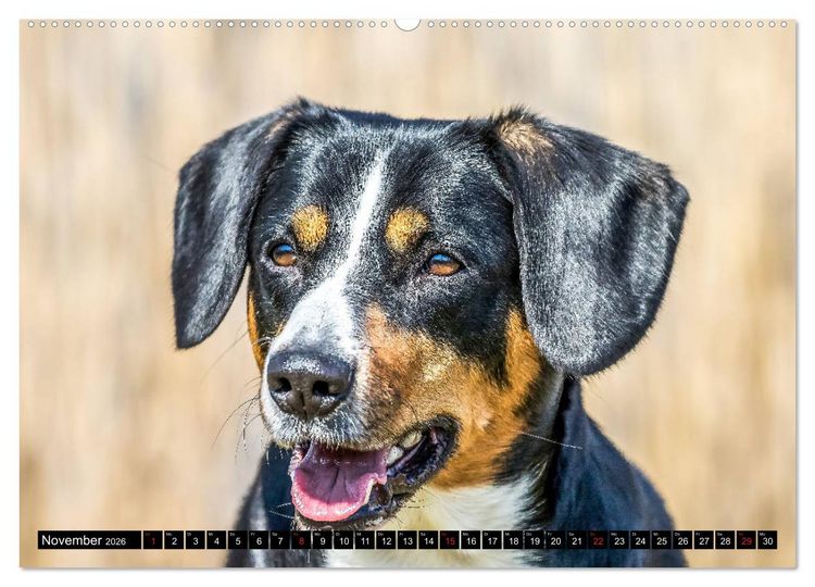 Produktbild: Entlebucher Sennenhund - treue Freunde (Wandkalender 2026 DIN A2 quer), CALVENDO Monatskalender
