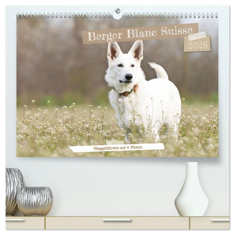 Produktbild: Berger Blanc Suisse - Weggef&auml;hrten auf 4 Pfoten (hochwertiger Premium Wandkalender 2026 DIN A2 quer), Kunstdruck in Hochglanz