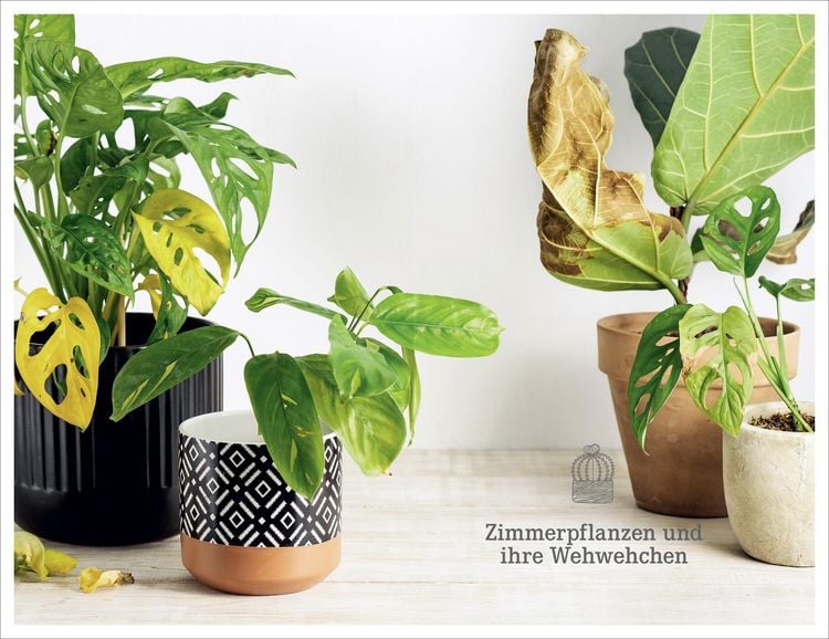 Produktbild: 101 Dinge, die Du &uuml;ber Zimmerpflanzen wissen musst
