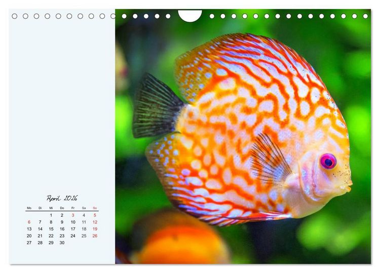 Produktbild: Diskusfische. Die bezaubernden Lieblinge vieler Aquarianer (Wandkalender 2026 DIN A4 quer), CALVENDO Monatskalender