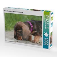 Produktbild: CALVENDO Puzzle Kleine Entdeckerin - Rauhaardackel Welpe 1000 Teile Lege-Gr&ouml;&szlig;e 64 x 48 cm Foto-Puzzle Bild von Barbara Mielewczyk