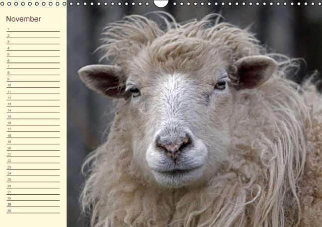 Produktbild: Der wollige Geburtstagskalender (Wandkalender immerw&auml;hrend DIN A3 quer)