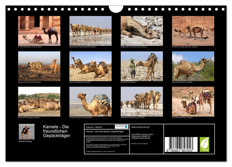 Produktbild: Kamele - Die freundlichen Gep&auml;cktr&auml;ger (Wandkalender 2026 DIN A4 quer), CALVENDO Monatskalender