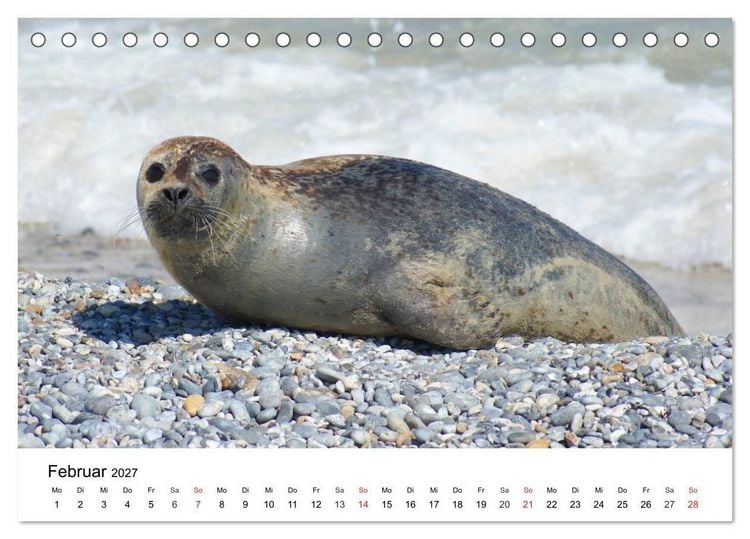 Produktbild: Das Leben der Robben (Tischkalender 2027 DIN A5 quer), CALVENDO Monatskalender