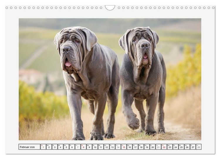 Produktbild: Mastino Napoletano. Die gelassenen Molosser mit antiken Vorfahren (Wandkalender 2026 DIN A3 quer), CALVENDO Monatskalender