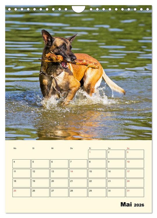 Produktbild: Familienplaner Tausendsassa Malinois (Wandkalender 2026 DIN A4 hoch), CALVENDO Monatskalender