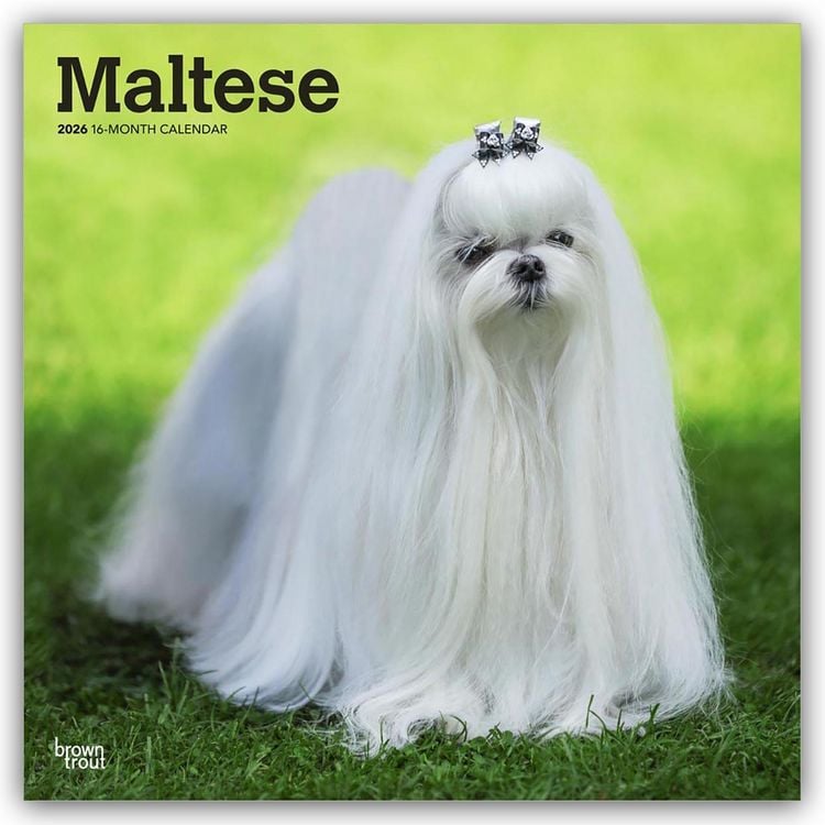 Produktbild: Maltese – Malteser 2026 – 16-Monatskalender