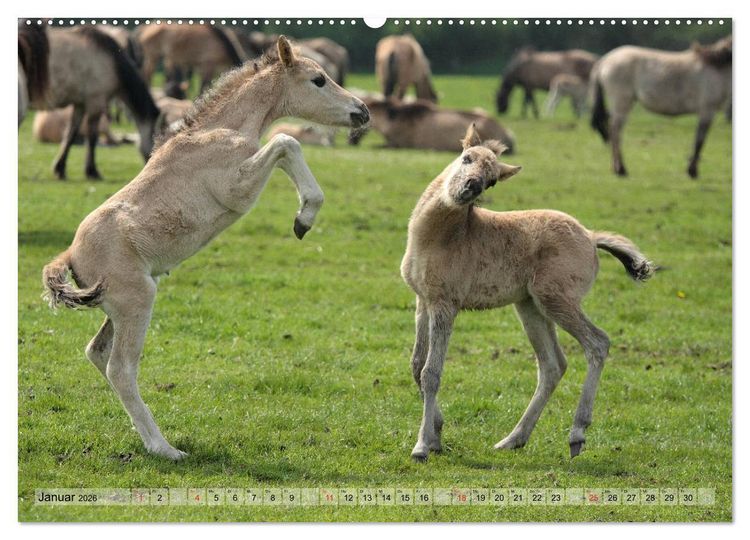 Produktbild: Pferdekinder - Fohlen haben ihren ganz eigenen Charme (hochwertiger Premium Wandkalender 2026 DIN A2 quer), Kunstdruck in Hochglanz