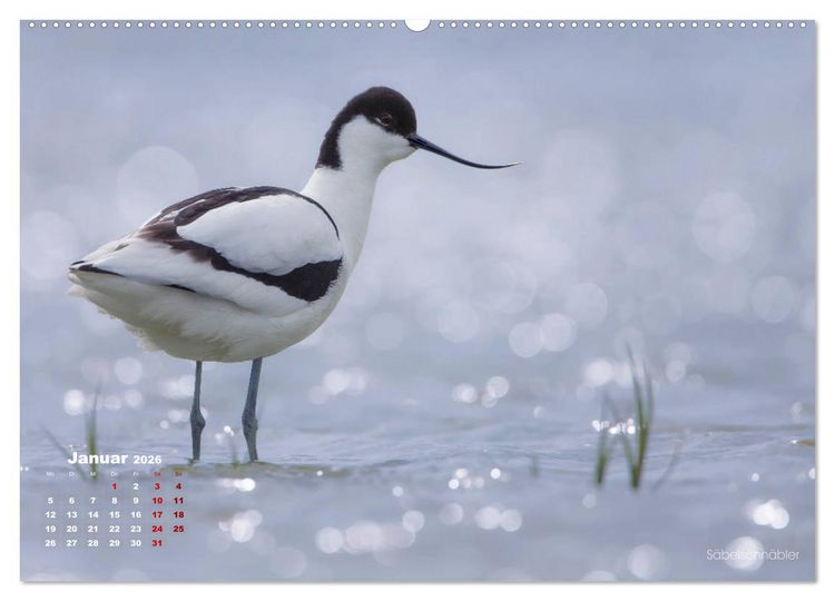 Produktbild: Wattv&ouml;gel an der Friesischen IJsselmeerk&uuml;ste (Wandkalender 2026 DIN A2 quer), CALVENDO Monatskalender