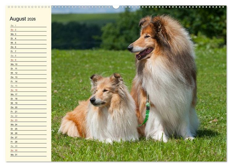 Produktbild: Collie - Mein bester Freund (Wandkalender 2026 DIN A2 quer), CALVENDO Monatskalender