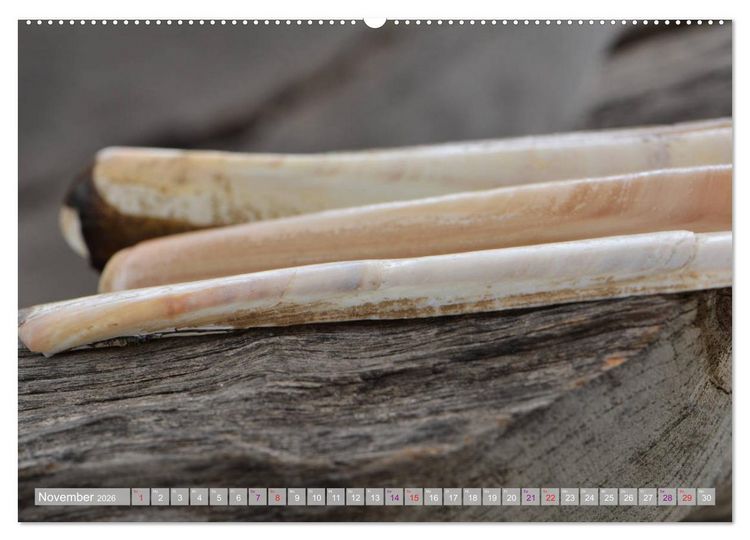 Produktbild: H&auml;user der Meere: Muscheln - Seeigel - Schnecken (hochwertiger Premium Wandkalender 2026 DIN A2 quer), Kunstdruck in Hochglanz