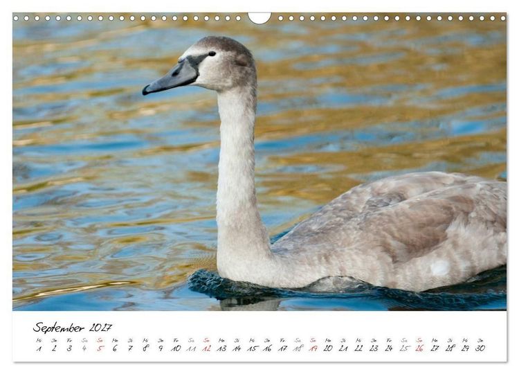 Produktbild: Vom K&uuml;ken zum Schwan (Wandkalender 2027 DIN A3 quer), CALVENDO Monatskalender