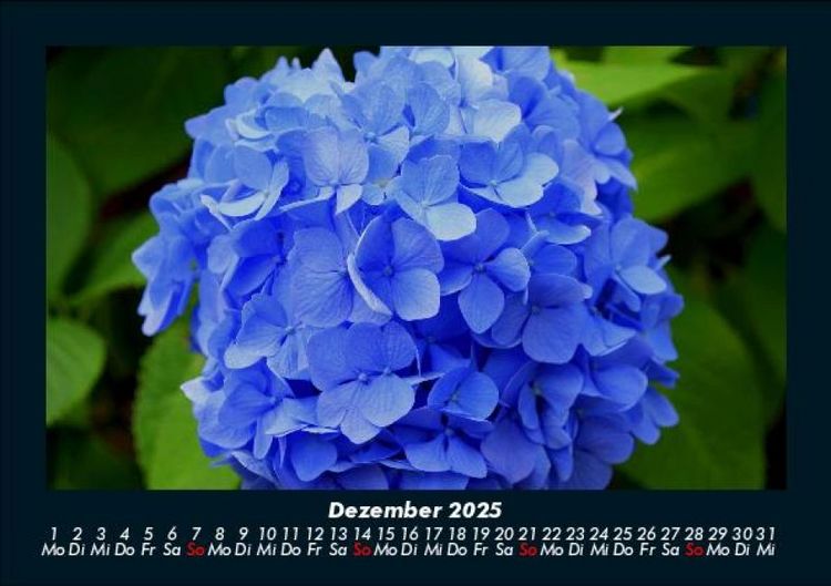 Produktbild: Blumentraum 2025 Fotokalender DIN A5