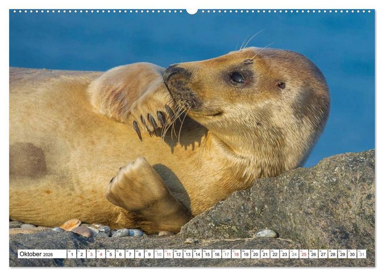 Produktbild: Kegelrobben hautnah (hochwertiger Premium Wandkalender 2026 DIN A2 quer), Kunstdruck in Hochglanz