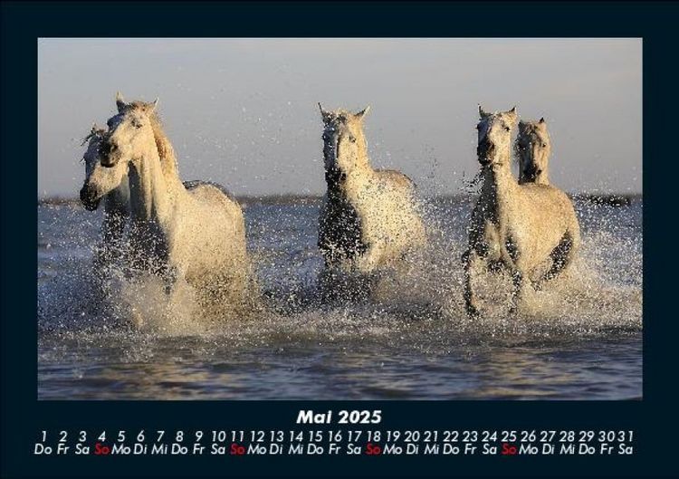 Produktbild: Pferdegefl&uuml;ster 2025 Fotokalender DIN A5
