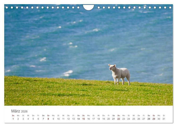 Produktbild: Schafe - Weich und wollig (Wandkalender 2026 DIN A4 quer), CALVENDO Monatskalender