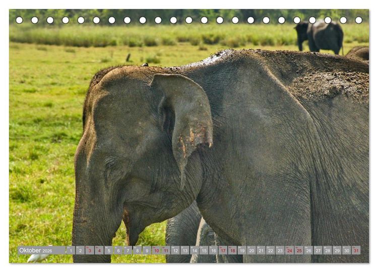 Produktbild: Sri Lanka, Gr&uuml;ne Berge - unber&uuml;hrte Natur (Tischkalender 2026 DIN A5 quer), CALVENDO Monatskalender