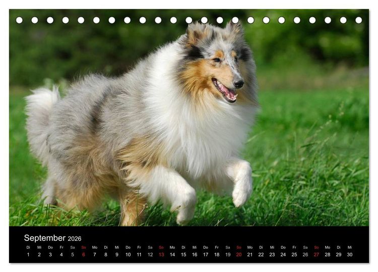 Produktbild: Faszination Collie 2026 (Tischkalender 2026 DIN A5 quer), CALVENDO Monatskalender