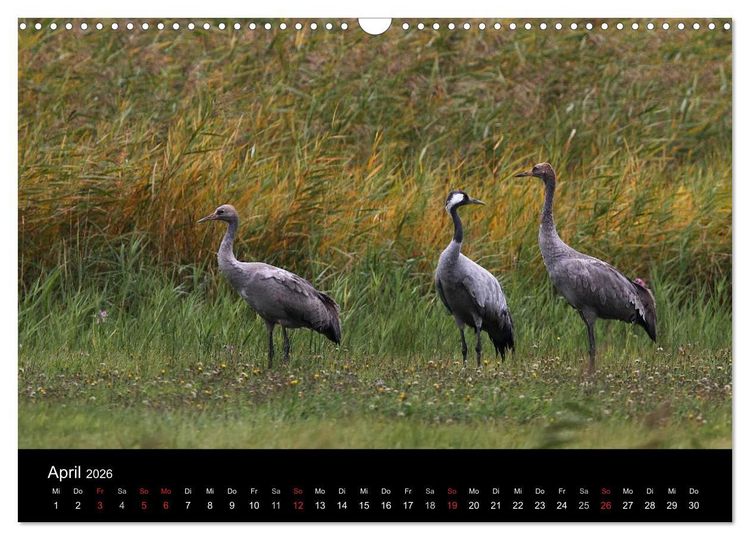 Produktbild: Kraniche (Wandkalender 2026 DIN A3 quer), CALVENDO Monatskalender