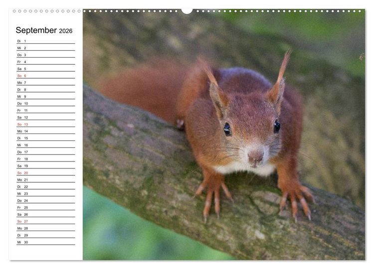 Produktbild: Guck mal, ein Eichh&ouml;rnchen! (hochwertiger Premium Wandkalender 2026 DIN A2 quer), Kunstdruck in Hochglanz