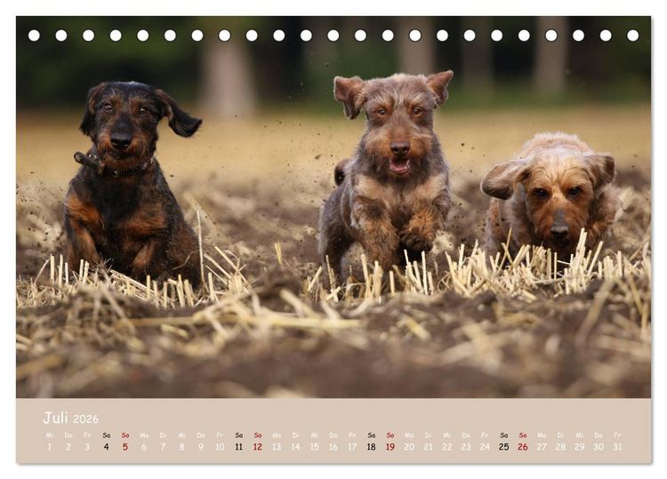 Produktbild: Dackel - lustige Gesellen auf kurzen Beinchen (Tischkalender 2026 DIN A5 quer), CALVENDO Monatskalender