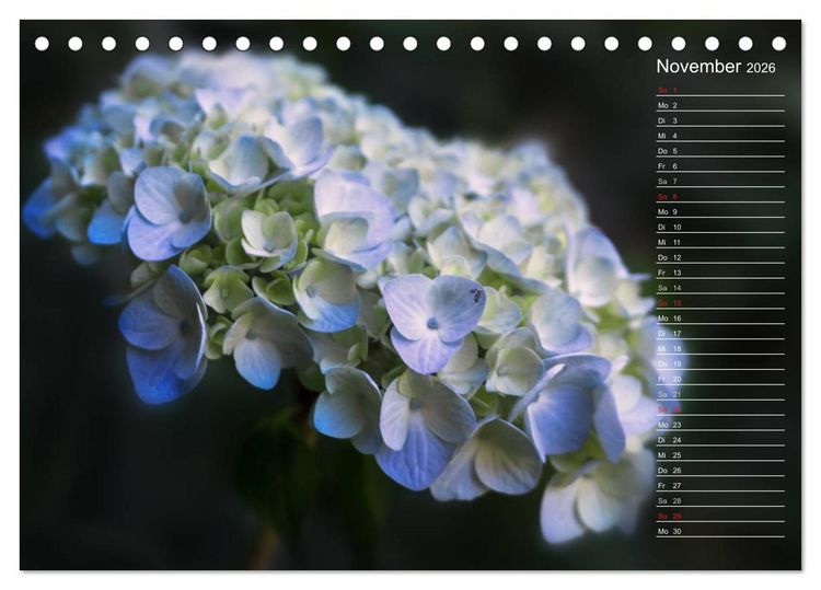 Produktbild: Die Hortensie und ihre vielen Gesichter (Tischkalender 2026 DIN A5 quer), CALVENDO Monatskalender