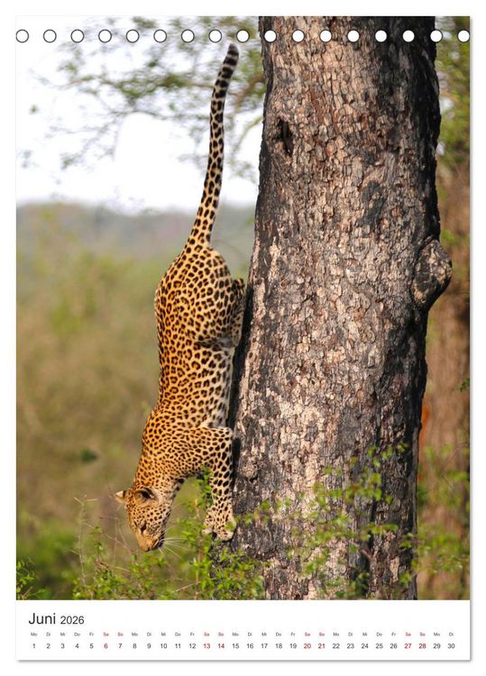 Produktbild: Leoparden - Die Beute im Visier. (Tischkalender 2026 DIN A5 hoch), CALVENDO Monatskalender