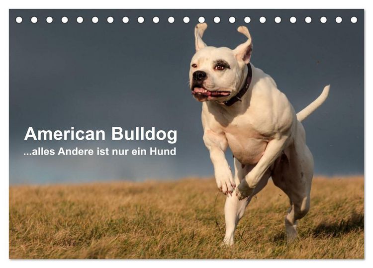 Produktbild: American Bulldog - alles Andere ist nur ein Hund (Tischkalender 2026 DIN A5 quer), CALVENDO Monatskalender