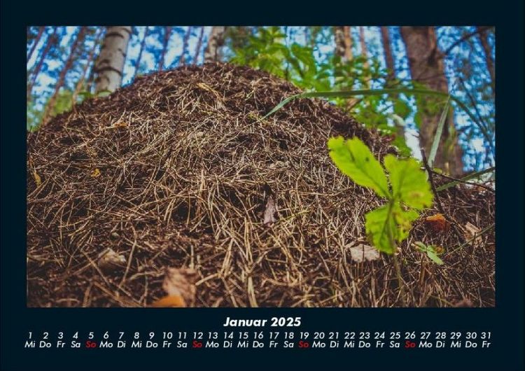 Produktbild: Waldzauber 2025 Fotokalender DIN A4