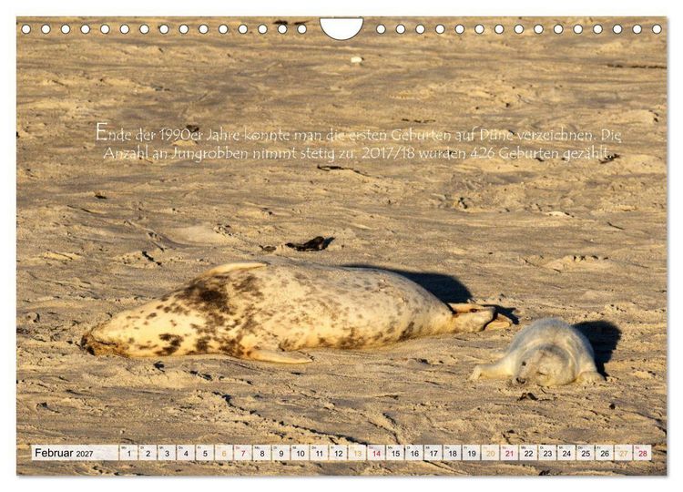 Produktbild: Kegelrobben auf der Insel D&uuml;ne (Wandkalender 2027 DIN A4 quer), CALVENDO Monatskalender