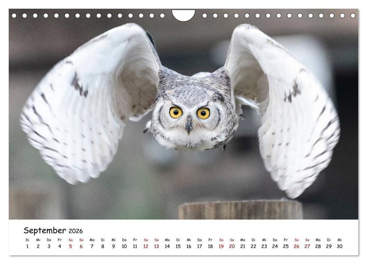 Produktbild: Eulen 2026 (Wandkalender 2026 DIN A4 quer), CALVENDO Monatskalender