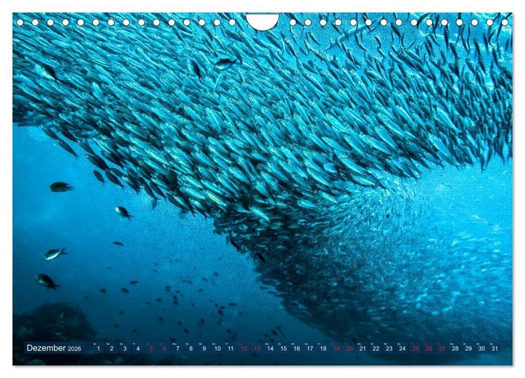 Produktbild: Wunderwelt Unterwasser (Wandkalender 2026 DIN A4 quer), CALVENDO Monatskalender