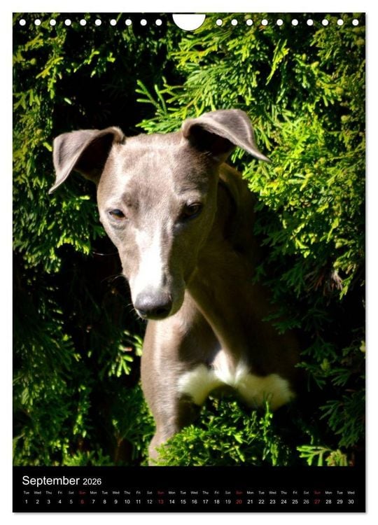 Produktbild: Beautiful Whippets (Wall Calendar 2026 DIN A4 portrait), CALVENDO 12 Month Wall Calendar