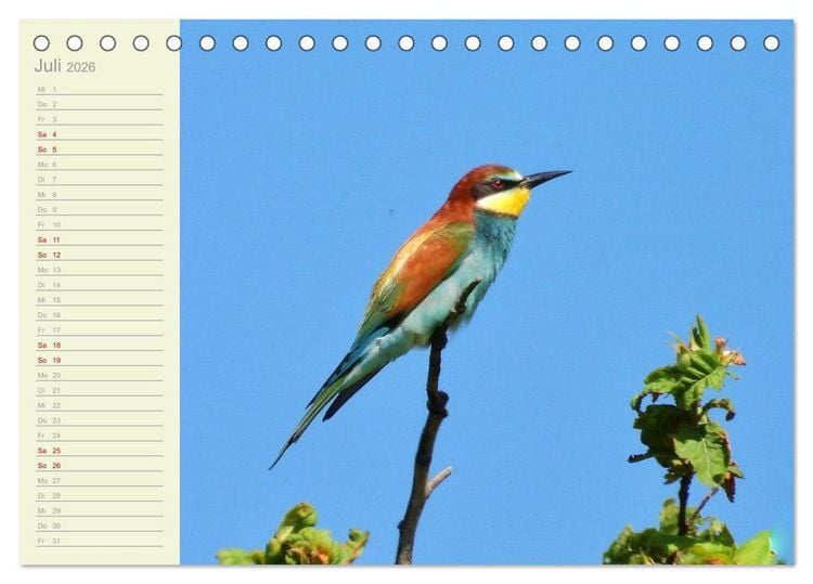 Produktbild: Wiedehopf und Co - von Ren&eacute; Schaack (Tischkalender 2026 DIN A5 quer), CALVENDO Monatskalender