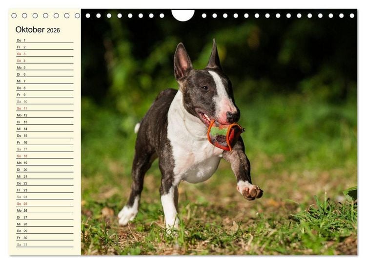 Produktbild: Bullterrier (Wandkalender 2026 DIN A4 quer), CALVENDO Monatskalender