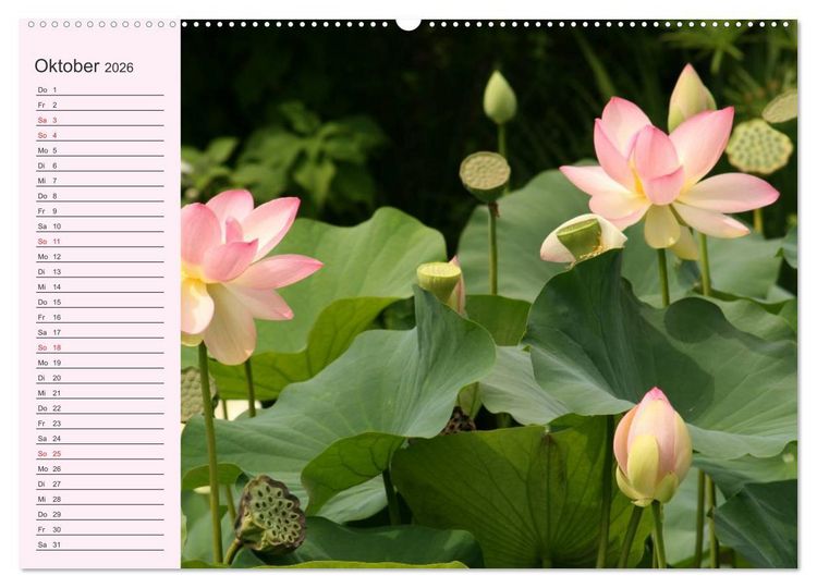 Produktbild: Lotos. Symbol f&uuml;r Reinheit und Kraft (hochwertiger Premium Wandkalender 2026 DIN A2 quer), Kunstdruck in Hochglanz