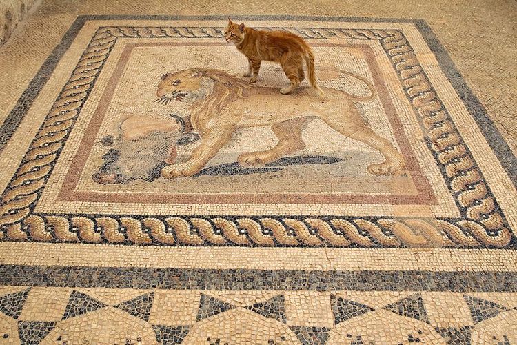 Produktbild: Cats Of Ephesos