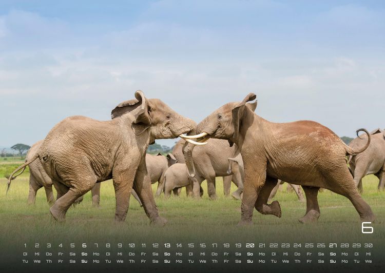 Produktbild: Elefanten - einzigartige Giganten - 2027 - Kalender DIN A2
