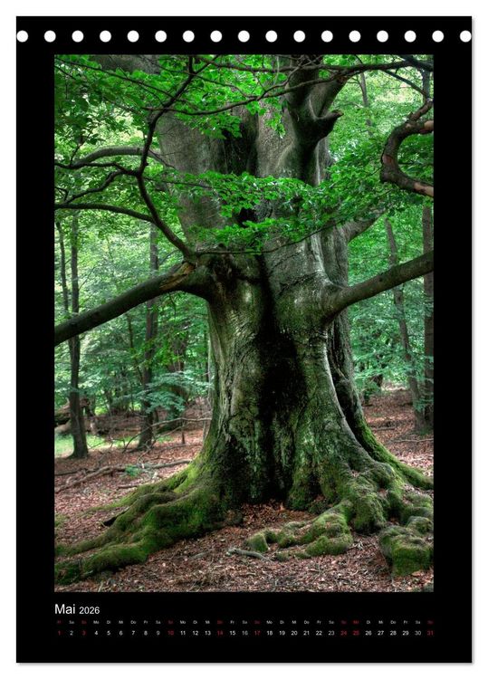 Produktbild: Mythos Baum / 2026 (Tischkalender 2026 DIN A5 hoch), CALVENDO Monatskalender