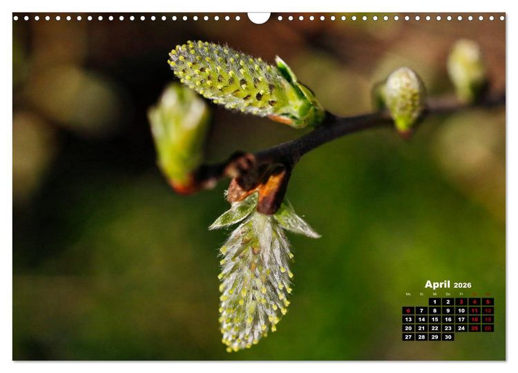 Produktbild: B&auml;ume im Detail (Wandkalender 2026 DIN A3 quer), CALVENDO Monatskalender