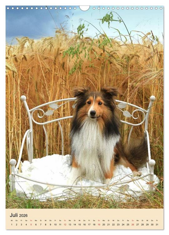 Produktbild: Mit Shelties durchs Jahr (Wandkalender 2026 DIN A3 hoch), CALVENDO Monatskalender