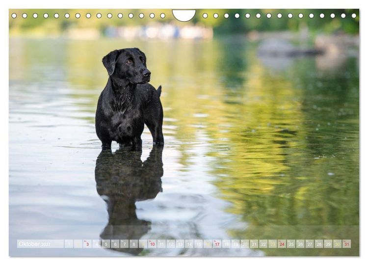 Produktbild: Labradore im Wasser (Wandkalender 2027 DIN A4 quer), CALVENDO Monatskalender