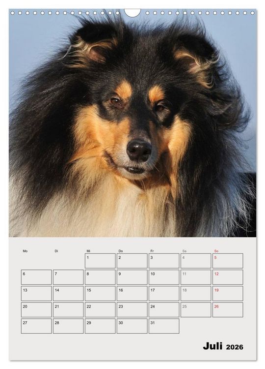 Produktbild: Collies - Freunde f&uuml;r&acute;s Leben (Wandkalender 2026 DIN A3 hoch), CALVENDO Monatskalender